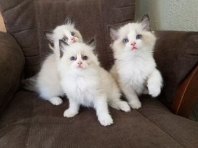 Ragdoll Kittens Available