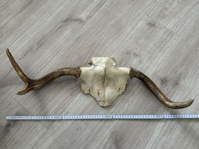 Põdrasarved, 70 cm