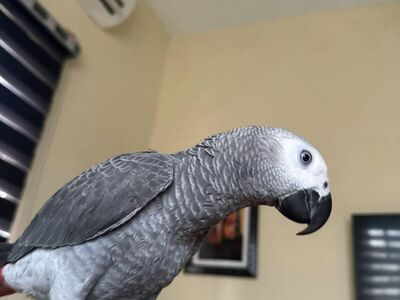 Beautiful African grey parrots