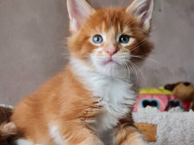 Maine Coon kassipojad