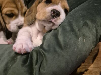 Isane beagle kutsikas