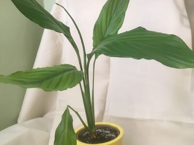Rahuliilia (Spathiphyllum)