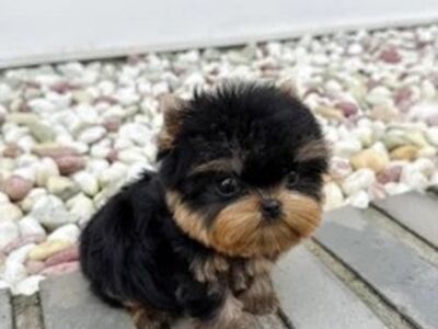 Yorkshire terrier puppies