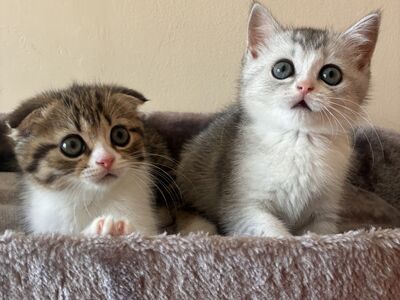 Scottish Fold/Straight kassipojad