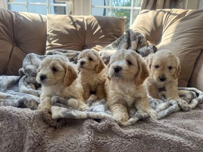 Cockapoo kutsikad.