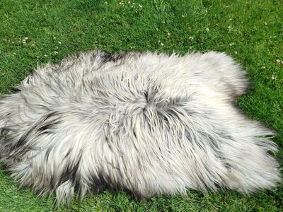Heidschnucke lambanahad, Premium
