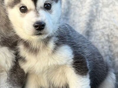 Siberi husky kutsikad on valmis oma uude koju.