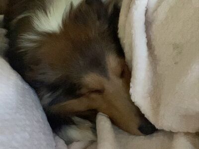 Noor Sheltie otsib kodu