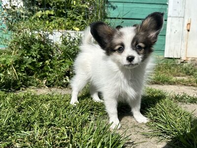 Papillon
