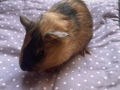 Merisiga