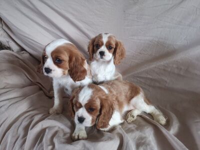 Kaks Cavalier King Charlesi kutsikat saadaval