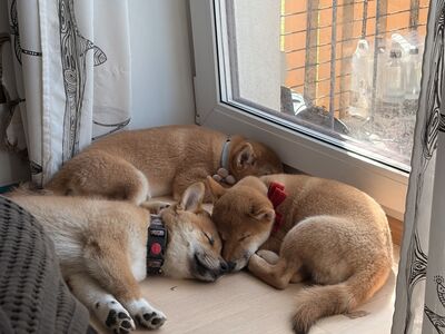 Shiba Inu kutsikad tšempionliinidest (ACW)