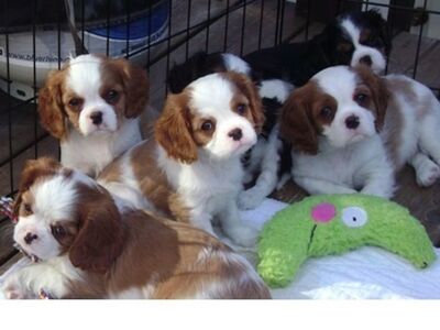 Cavalier King Charlesi spanjeli kutsikad