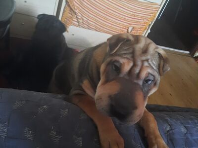 Shar Pei kutsikad