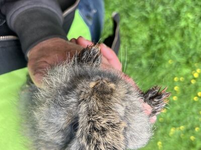 Müüa jänesepojad