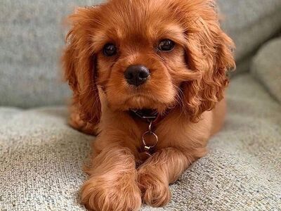 Cavalier King Charles Spanieli kutsikad