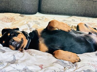 Isane rottweileri kutsikas