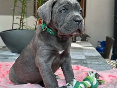 Cane corso
