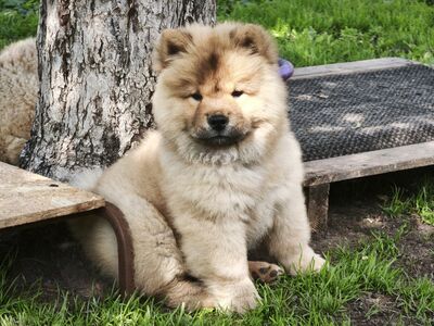 Emane chow chow kutsikas