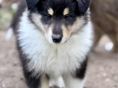 Pikakarvaline collie kutsikad