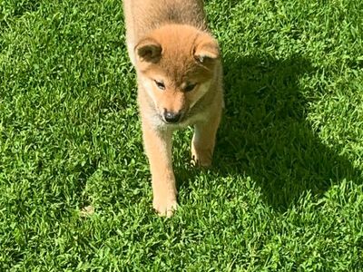 Shiba Inu