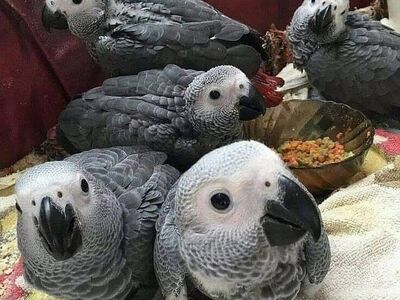 Buy Nala African Grey Parrot