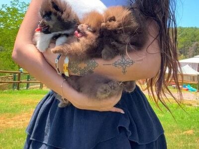 KC мальчики померанцы..напиши мне