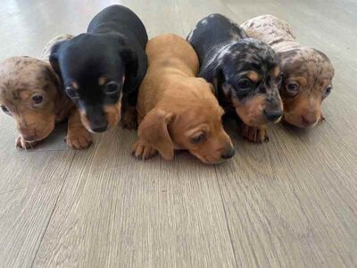 Dachshund puppies