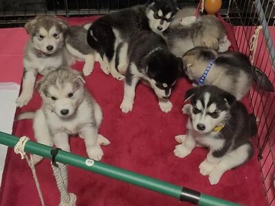 ALASKA MALAMUUT