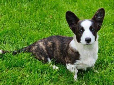 WELSH CORGI CARDIGAN
