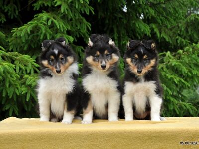 SHETLANDI LAMBAKOER (SHELTIE)