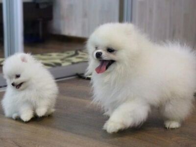 Ilusad valge pomeranianide kutsikad