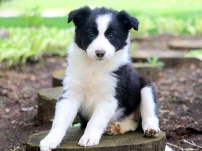Bordercollie kutsikad müügil.