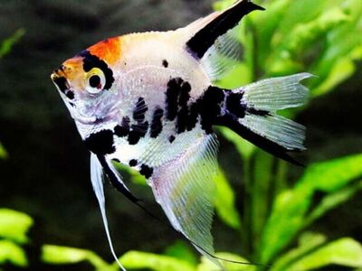 4  koi  skalaari