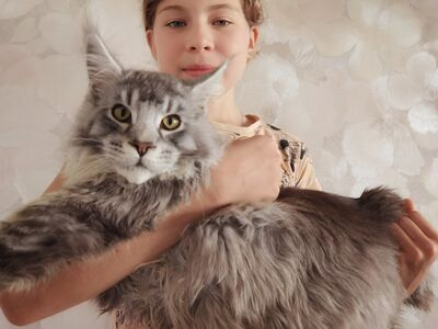 Maine Coon kassipojad
