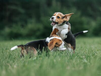 Beagle kutsikad