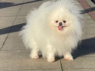Pomeranian kutsikas