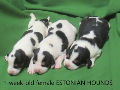 Eesti hagija emased kutsikad