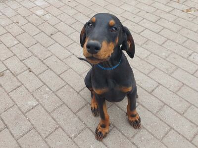 Dobermanni kutsikas