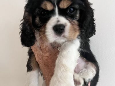Cavalier King Charlesi Spanjeli Kutsikad | Kennelk