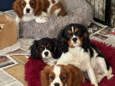 CAVALIER KING CHARLES SPANIAL