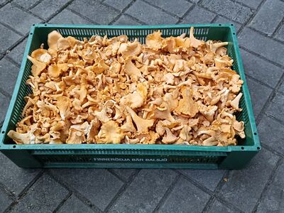 Kukeseened 10kg