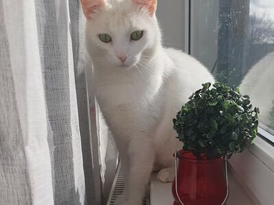 Kassipoiss Sipsik