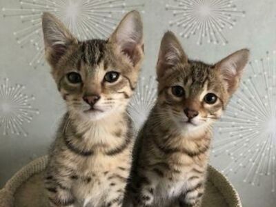 Savannah F3 kassipojad saadaval