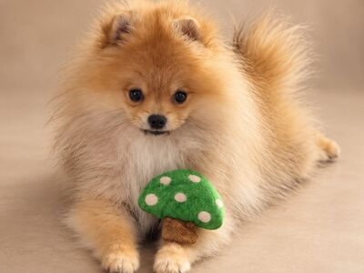 Pomeranian Spits