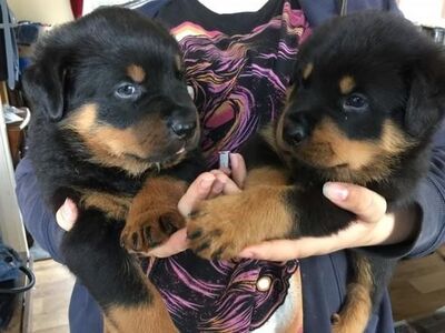 Rottweileri kutsikad.