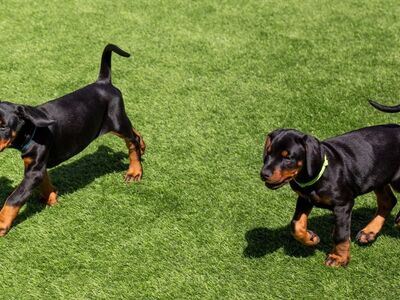 DOBERMANN