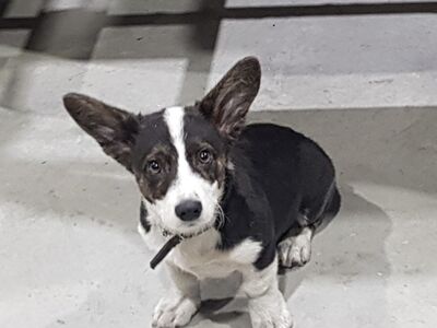 Corgi Cardigan kutsikad