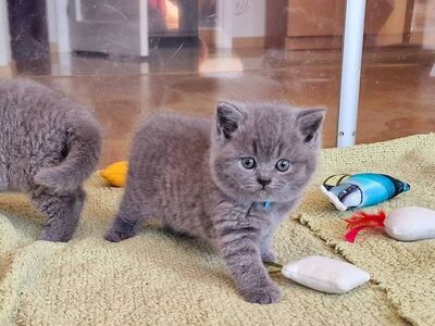 British Shorthair kittens