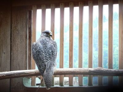 Buy GYR Falcon Pair Online